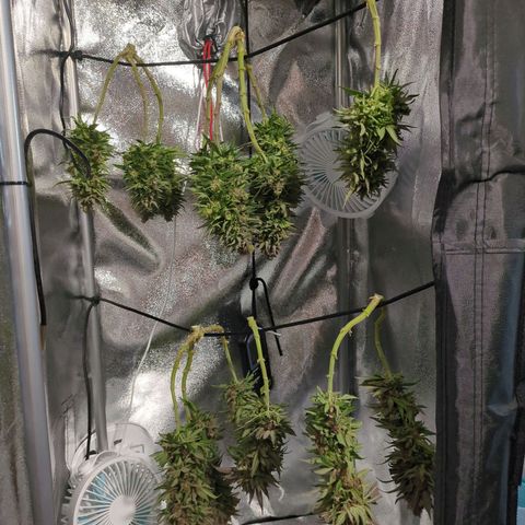 Strawberry Kush growlog timeline photo