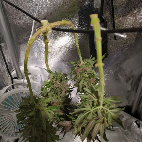 Strawberry Kush growlog timeline photo