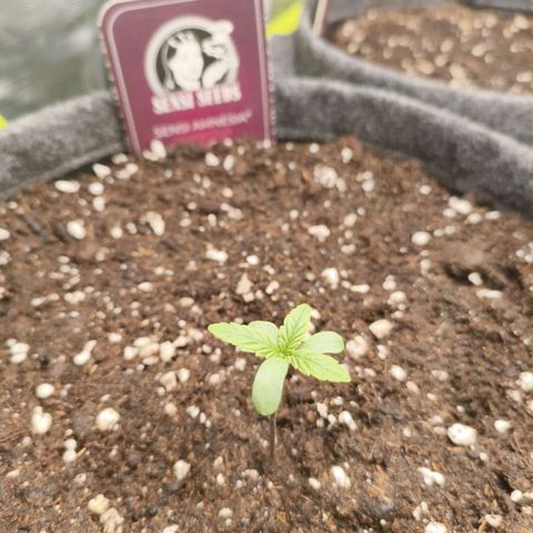 Sensi Amnesia growlog timeline photo