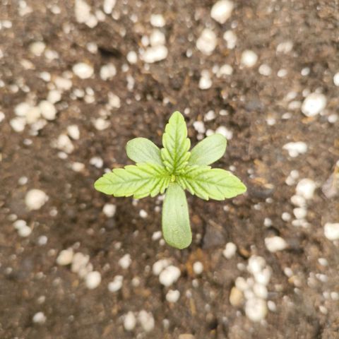 Sensi Amnesia growlog timeline photo