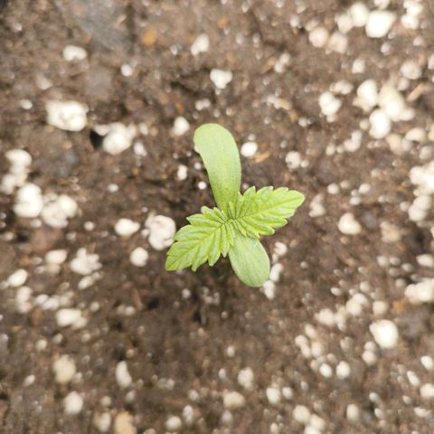 Purple Haze growlog timeline photo