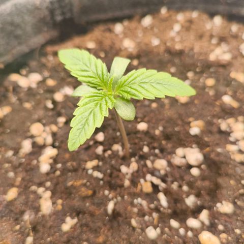 Sensi Amnesia growlog timeline photo