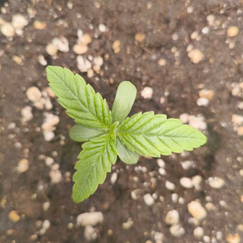 Sensi Amnesia growlog timeline photo