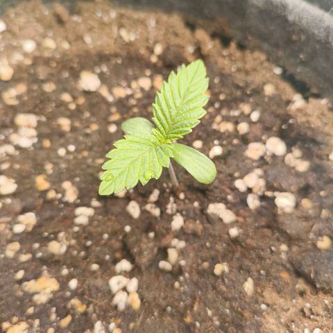 Purple Haze growlog timeline photo