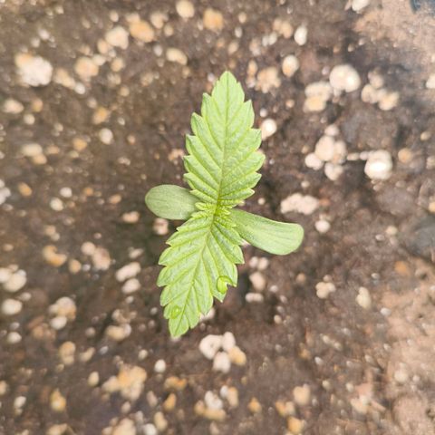 Purple Haze growlog timeline photo