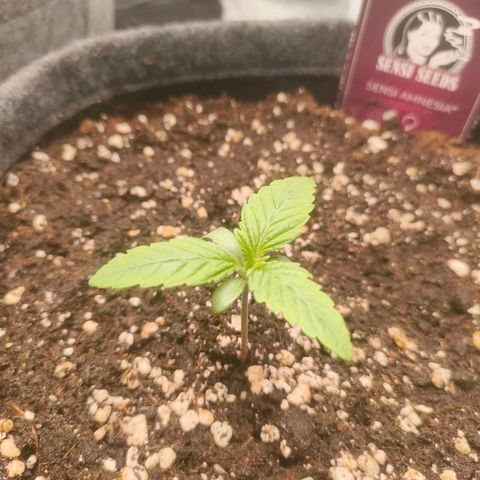 Sensi Amnesia growlog timeline photo