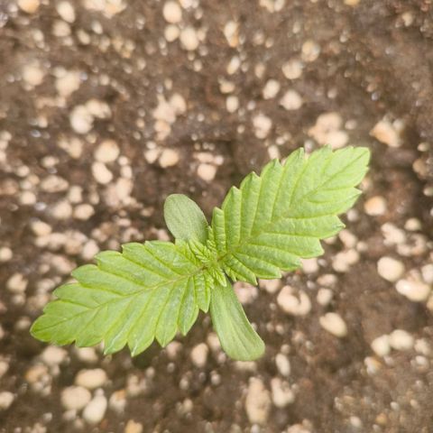 Purple Haze growlog timeline photo