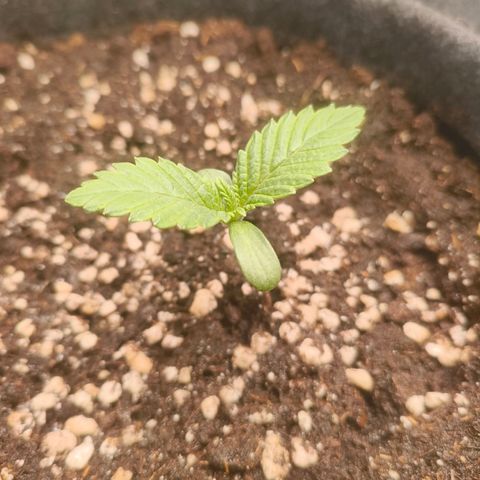 Purple Haze growlog timeline photo