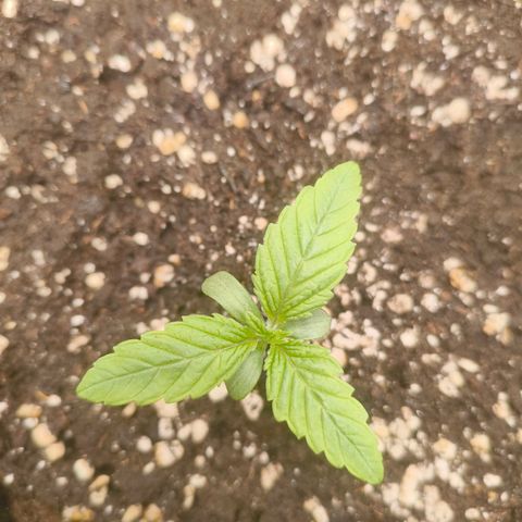 Sensi Amnesia growlog timeline photo