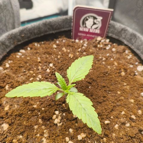 Sensi Amnesia growlog timeline photo