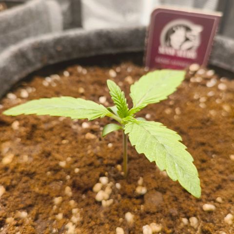 Sensi Amnesia growlog timeline photo