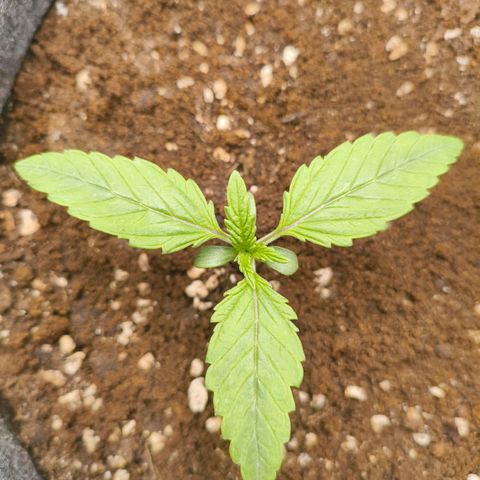 Sensi Amnesia growlog timeline photo