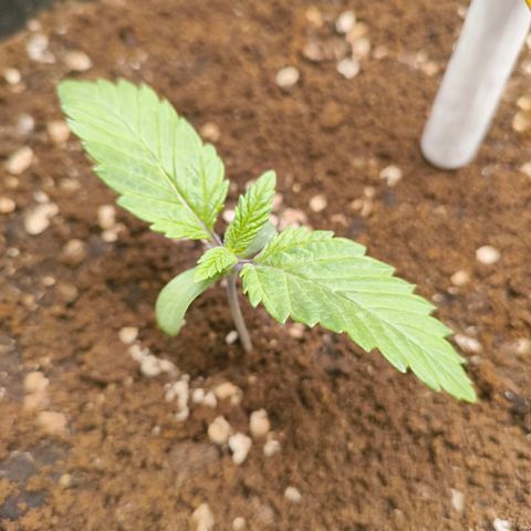 Purple Haze growlog timeline photo