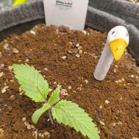 Purple Haze growlog timeline photo