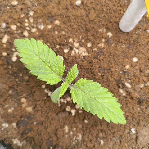 Purple Haze growlog timeline photo