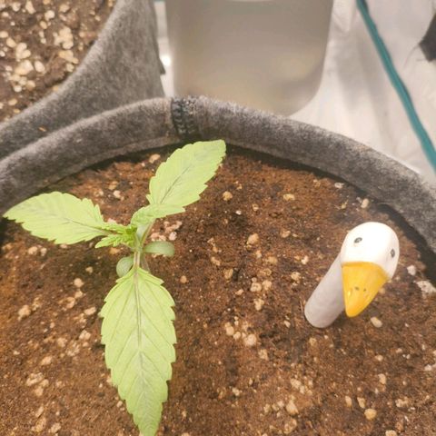 Sensi Amnesia growlog timeline photo
