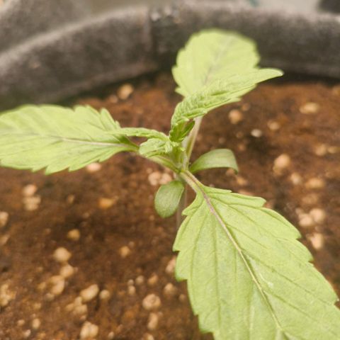 Sensi Amnesia growlog timeline photo