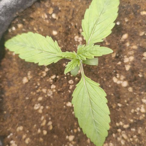 Sensi Amnesia growlog timeline photo