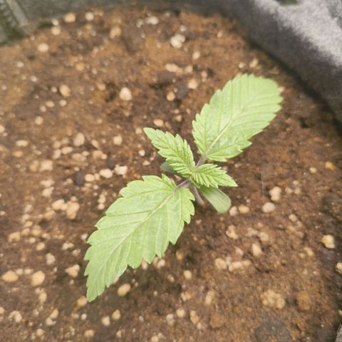 Purple Haze growlog timeline photo