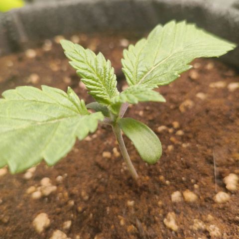 Purple Haze growlog timeline photo