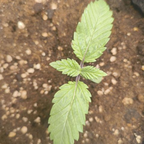 Purple Haze growlog timeline photo