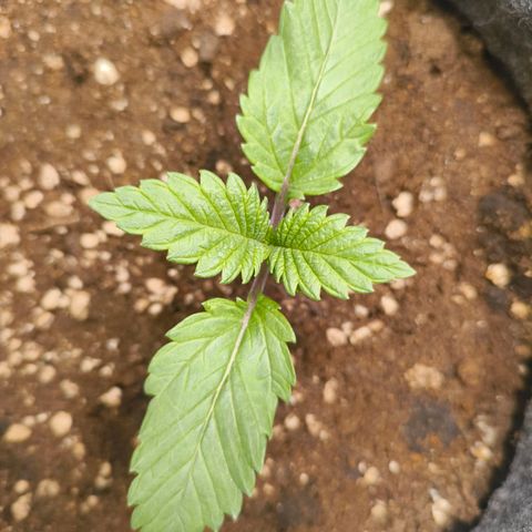 Purple Haze growlog timeline photo