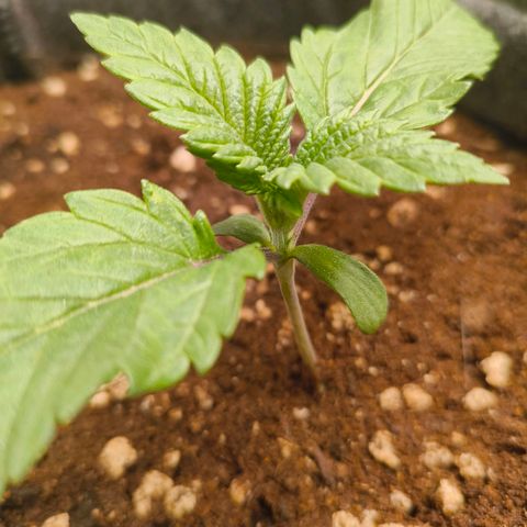 Purple Haze growlog timeline photo