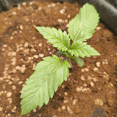 Purple Haze growlog timeline photo