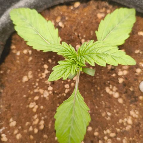 Sensi Amnesia growlog timeline photo