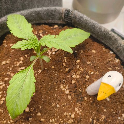 Sensi Amnesia growlog timeline photo