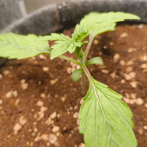 Sensi Amnesia growlog timeline photo