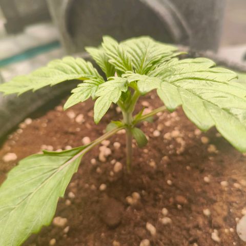 Sensi Amnesia growlog timeline photo