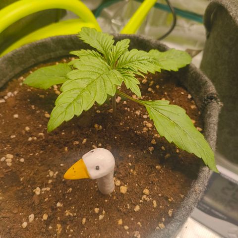 Sensi Amnesia growlog timeline photo