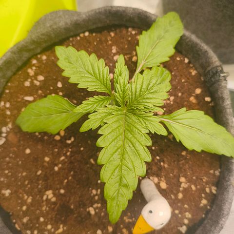 Sensi Amnesia growlog timeline photo