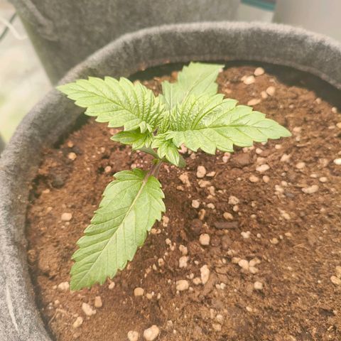 Purple Haze growlog timeline photo