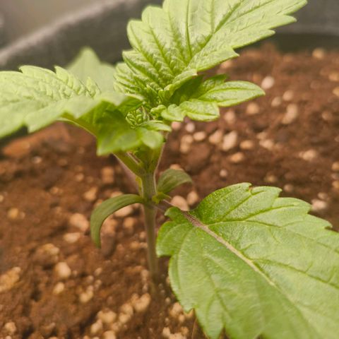 Purple Haze growlog timeline photo