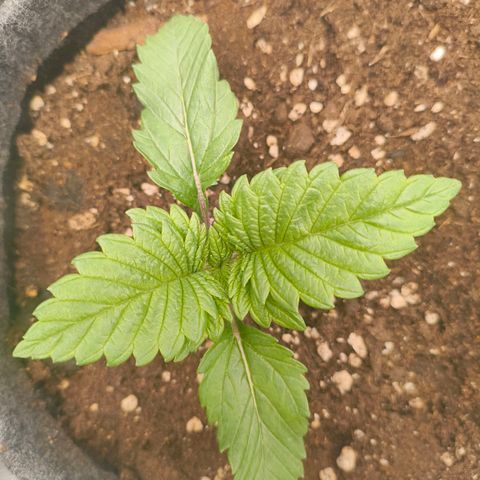 Purple Haze growlog timeline photo
