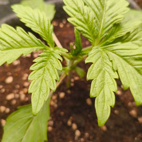 Sensi Amnesia growlog timeline photo