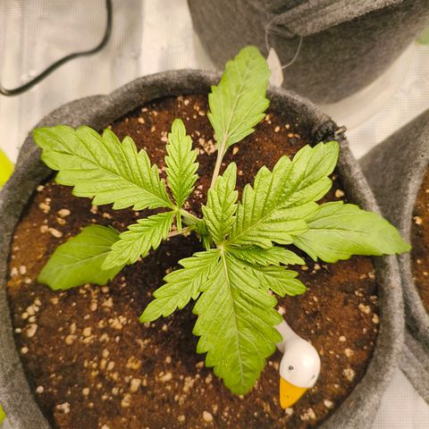 Sensi Amnesia growlog timeline photo