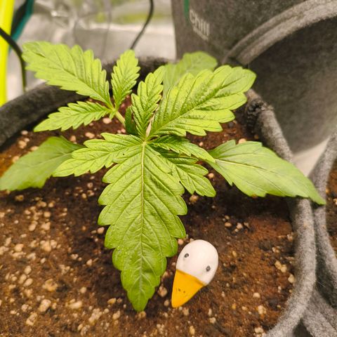 Sensi Amnesia growlog timeline photo