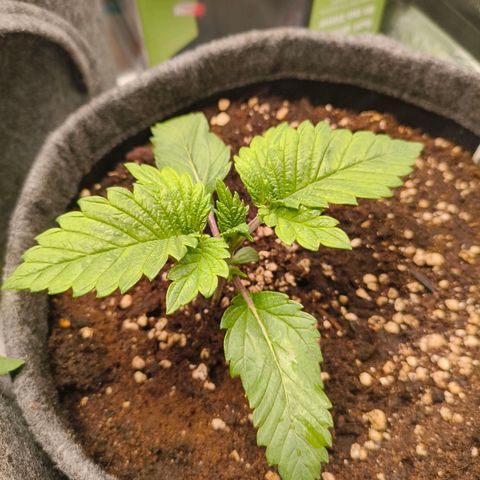 Purple Haze growlog timeline photo
