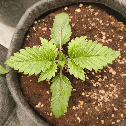 Purple Haze growlog timeline photo