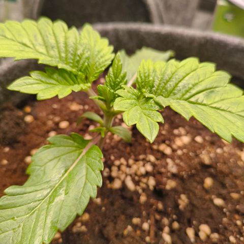 Purple Haze growlog timeline photo