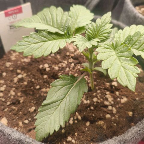 Purple Haze growlog timeline photo