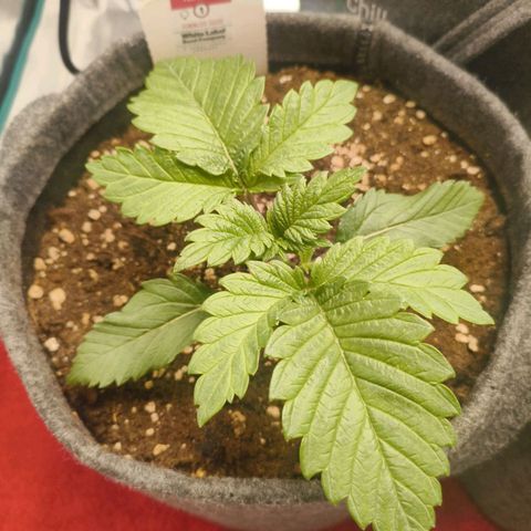 Purple Haze growlog timeline photo