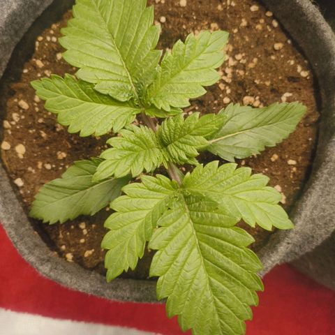 Purple Haze growlog timeline photo