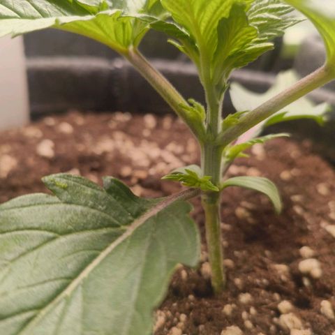 Purple Haze growlog timeline photo
