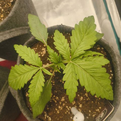 Sensi Amnesia growlog timeline photo