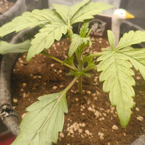 Sensi Amnesia growlog timeline photo