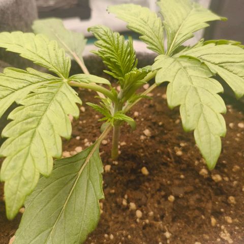 Sensi Amnesia growlog timeline photo